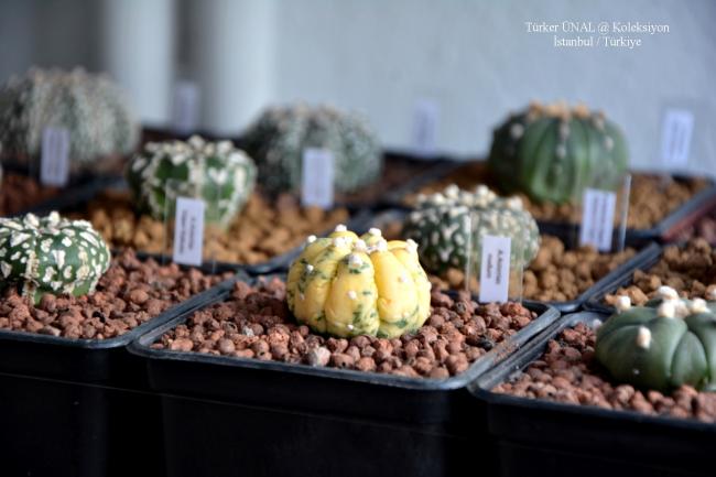 Name:  Astrophytum Asterias Takm (4).jpg
Views: 210
Size:  36.7 KB