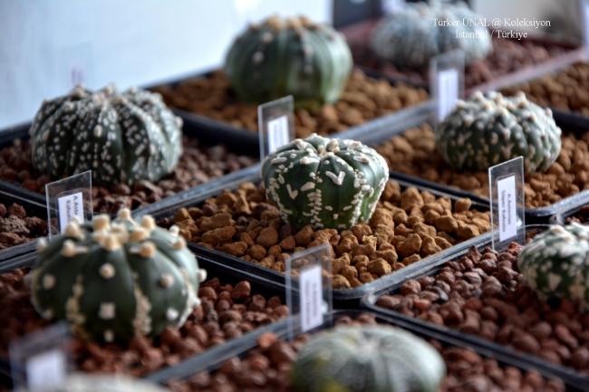 Name:  Astrophytum Asterias Takm (5).jpg
Views: 235
Size:  47.7 KB