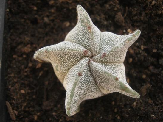 Name:  astrophytum myriostigma.jpg
Views: 1225
Size:  34.2 KB
