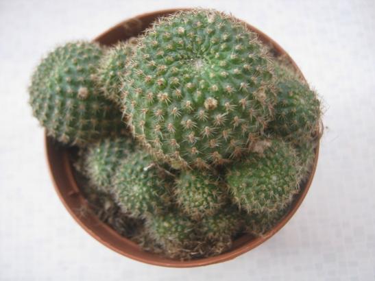 Name:  rebutia.jpg
Views: 993
Size:  30.5 KB