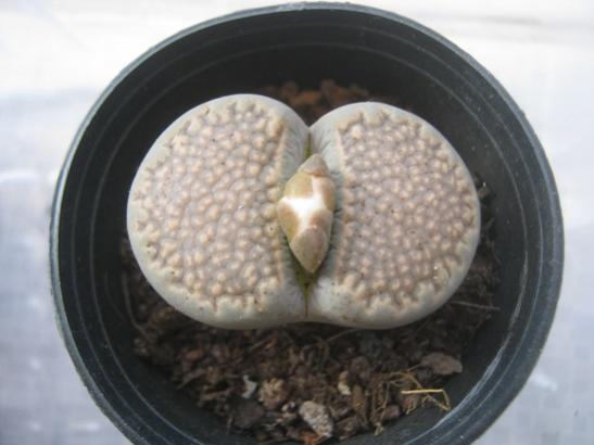 Name:  lithops.jpg
Views: 1163
Size:  26.6 KB