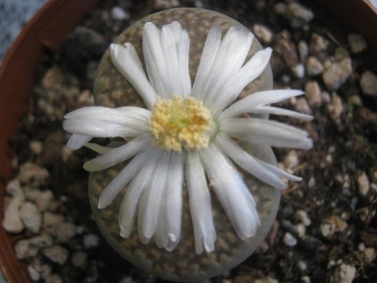 Name:  lithops1.jpg
Views: 958
Size:  27.4 KB