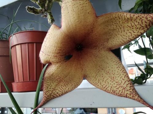 Name:  stapelia g..jpg
Views: 988
Size:  34.4 KB