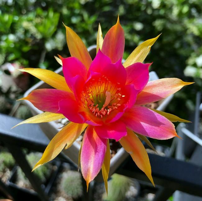 Name:  Lobivia Nikita1 .jpg
Views: 439
Size:  57.9 KB
