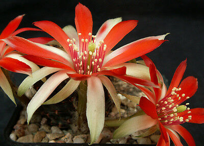 Name:  1421-Mediolobivia-subthutiana-TWO-COLOURS-FLOWERS-cactus.jpg
Views: 827
Size:  36.4 KB