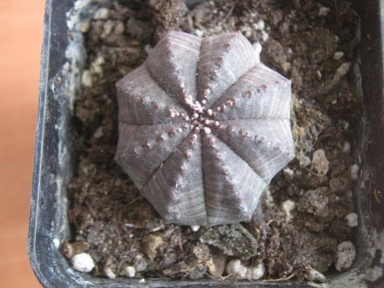 Name:  euophorbia obesa.jpg
Views: 1085
Size:  39.9 KB