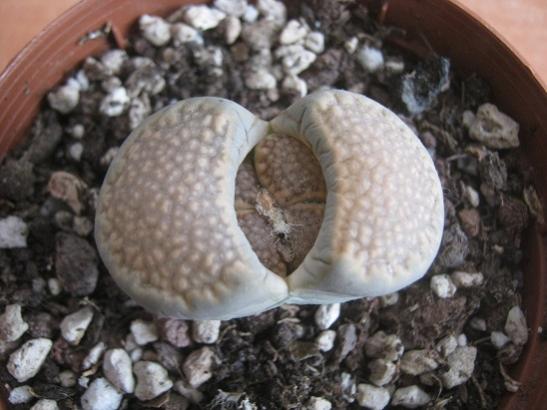 Name:  lithops.jpg
Views: 795
Size:  37.0 KB