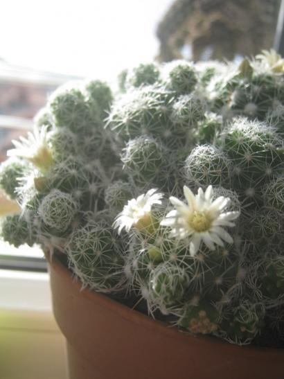 Name:  m. gracilis.jpg
Views: 814
Size:  30.4 KB