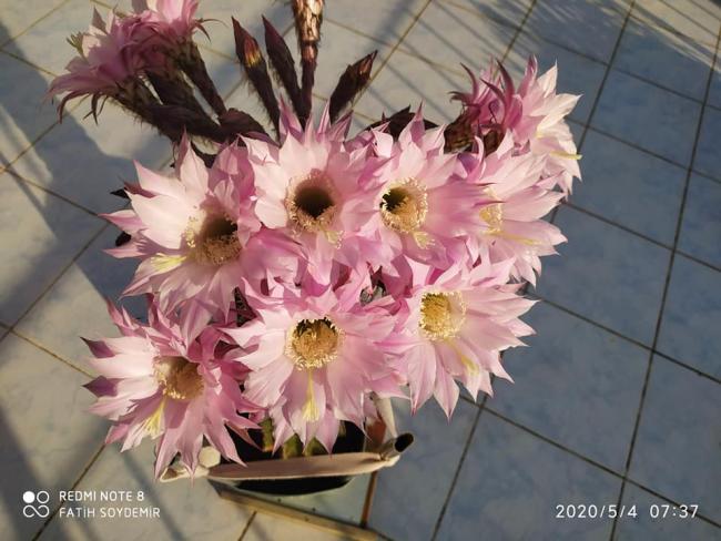 Name:  95699973_10223066211782111_8013101272758484992_n.jpg
Views: 294
Size:  49.7 KB