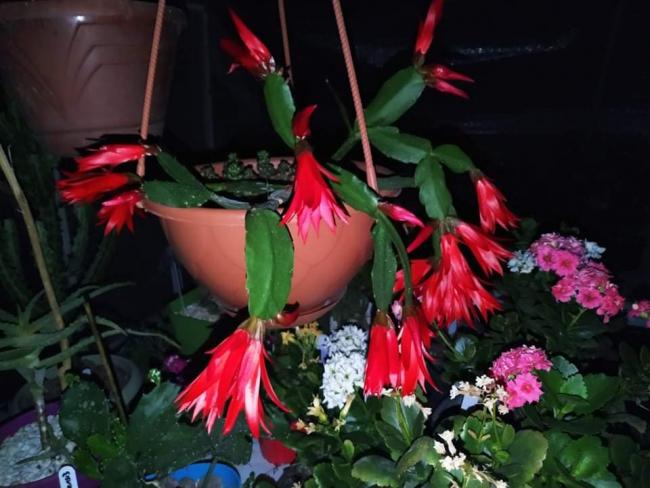 Name:  received_173050750735796.jpg
Views: 420
Size:  45.6 KB