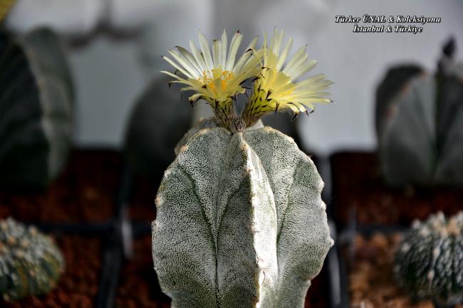 Name:  Astrophytum Myriostigma v.columnare Time Lapse 20.05 (1).jpg
Views: 204
Size:  41.1 KB