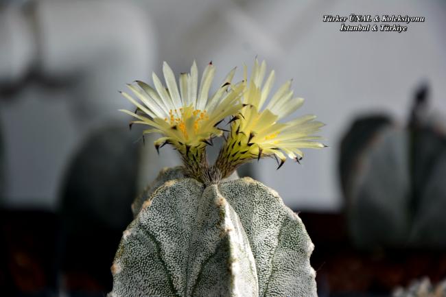 Name:  Astrophytum Myriostigma v.columnare Time Lapse 20.05 (2).jpg
Views: 215
Size:  33.8 KB
