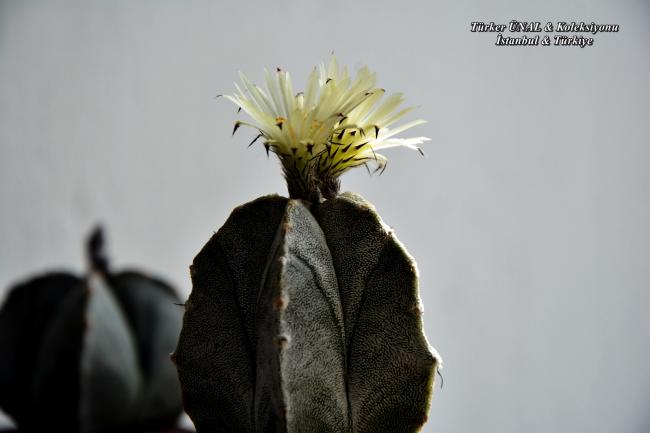 Name:  Astrophytum Myriostigma v.columnare Time Lapse 20.05 (3).jpg
Views: 203
Size:  24.7 KB