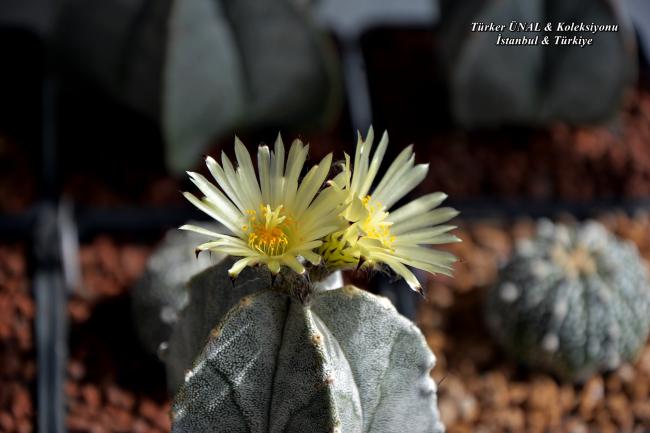 Name:  Astrophytum Myriostigma v.columnare Time Lapse 20.05 (4).jpg
Views: 200
Size:  35.1 KB