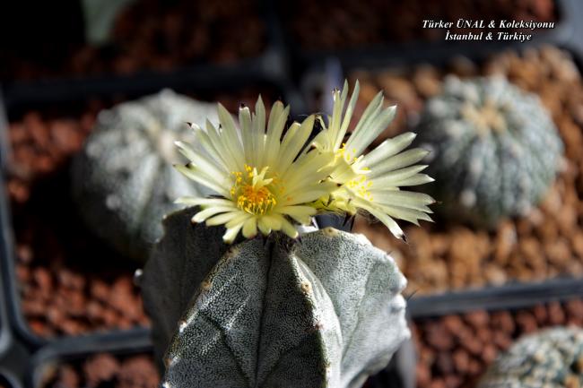 Name:  Astrophytum Myriostigma v.columnare Time Lapse 20.05 (5).jpg
Views: 213
Size:  40.6 KB