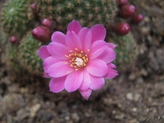 Name:  rebutia1.jpg
Views: 640
Size:  26.3 KB