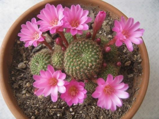 Name:  rebutia p..jpg
Views: 687
Size:  39.1 KB