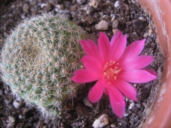 Name:  rebutia-.jpg
Views: 655
Size:  45.0 KB