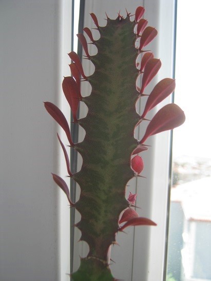 Name:  e. trigona.jpg
Views: 648
Size:  64.3 KB