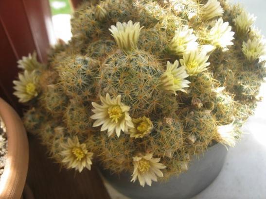 Name:  m. prolifera.jpg
Views: 653
Size:  39.0 KB
