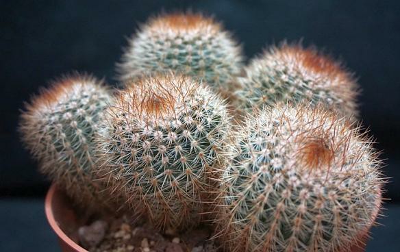 Name:  parorutilans_copy_584x368.jpg
Views: 415
Size:  51.2 KB