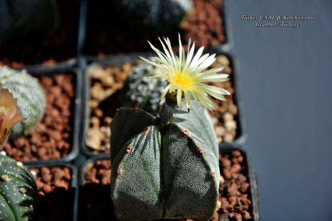 Name:  004.jpg
Views: 189
Size:  41.1 KB