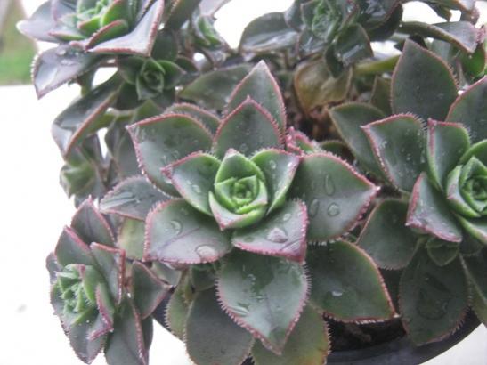 Name:  aeonium.jpg
Views: 644
Size:  34.4 KB