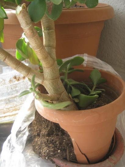 Name:  crassula ovata.jpg
Views: 647
Size:  31.1 KB