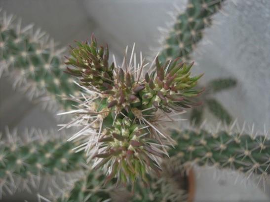 Name:  cylindropuntia.jpg
Views: 598
Size:  28.2 KB
