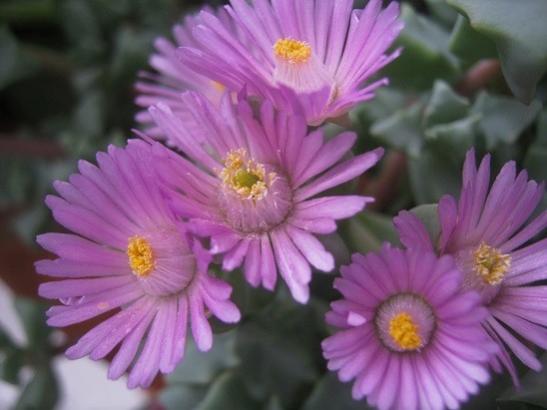 Name:  o. daltoides1.jpg
Views: 594
Size:  29.1 KB