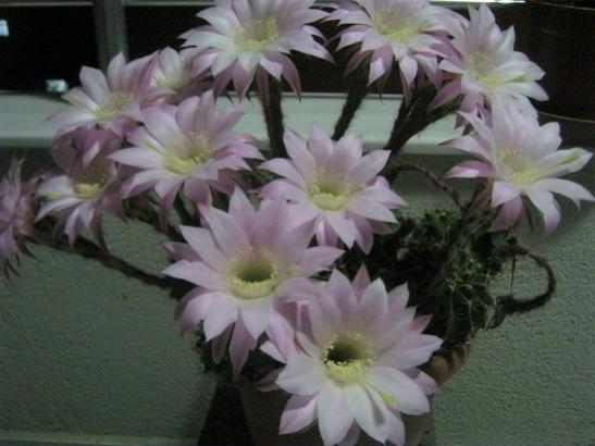Name:  k. topuzu.jpg
Views: 555
Size:  32.7 KB