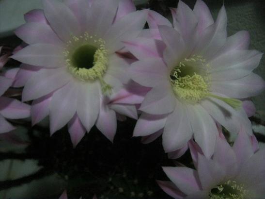 Name:  k. topuzu1.jpg
Views: 558
Size:  20.8 KB