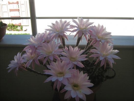 Name:  k. topuzu2.jpg
Views: 558
Size:  24.1 KB