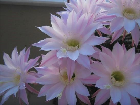 Name:  k. topuzu3.jpg
Views: 555
Size:  24.7 KB