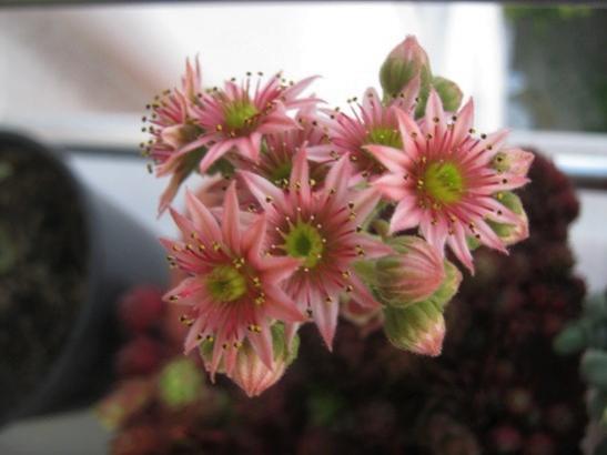 Name:  sempervivum1.jpg
Views: 502
Size:  25.8 KB