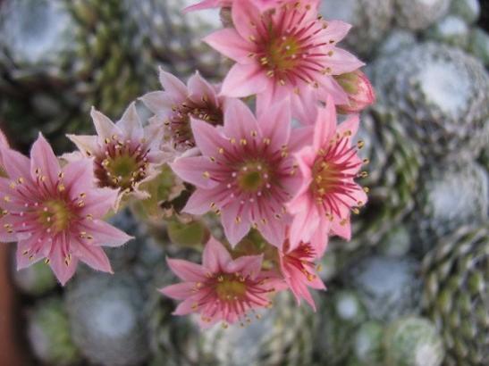 Name:  sempervivum2.jpg
Views: 505
Size:  33.2 KB