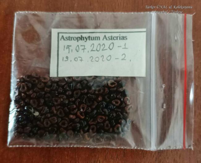 Name:  Astrophytum Asterias Tohum hasat 2.Blm 19.07.2020.jpg
Views: 403
Size:  41.9 KB