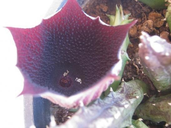 Name:  huernia.jpg
Views: 438
Size:  30.4 KB