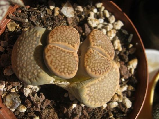 Name:  lithops.jpg
Views: 436
Size:  39.6 KB