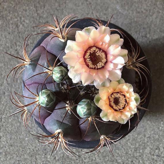 Name:  Gymnocalycium var. albipulpa  .jpg
Views: 234
Size:  72.3 KB
