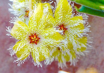 Name:  CUTTING-Stapelia-glanduliflora-clone-23-b-north-of-Citrusdal.jpg
Views: 552
Size:  32.4 KB