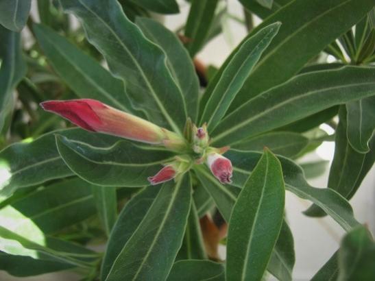 Name:  adenium.jpg
Views: 327
Size:  29.5 KB