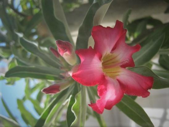 Name:  adenium1.jpg
Views: 290
Size:  24.7 KB