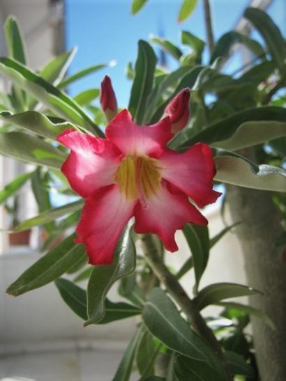 Name:  adenium2.jpg
Views: 308
Size:  29.8 KB