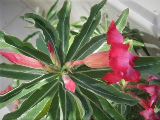 Name:  adenium4.jpg
Views: 302
Size:  34.6 KB