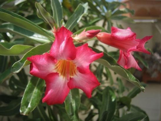 Name:  adenium3.jpg
Views: 313
Size:  29.8 KB