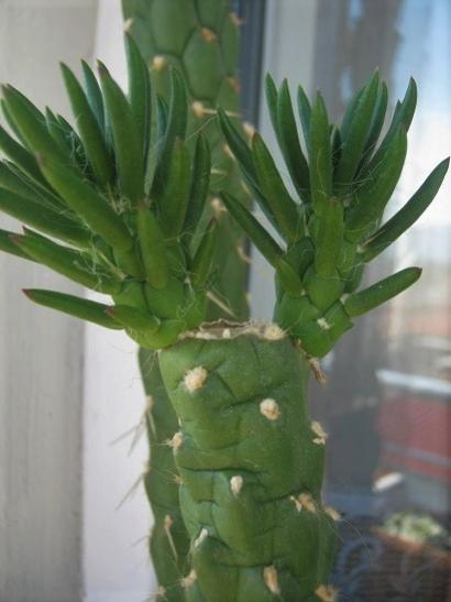 Name:  opuntia subulata.jpg
Views: 902
Size:  26.7 KB