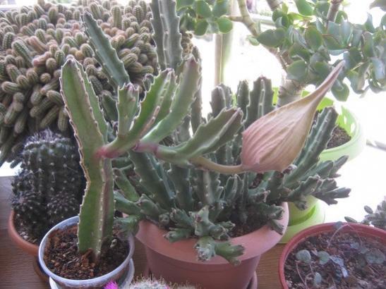 Name:  s. gigantea.jpg
Views: 929
Size:  43.7 KB