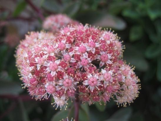 Name:  sedum autumnjoy1.jpg
Views: 894
Size:  32.1 KB
