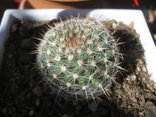 Name:  kakts1.jpg
Views: 856
Size:  41.5 KB